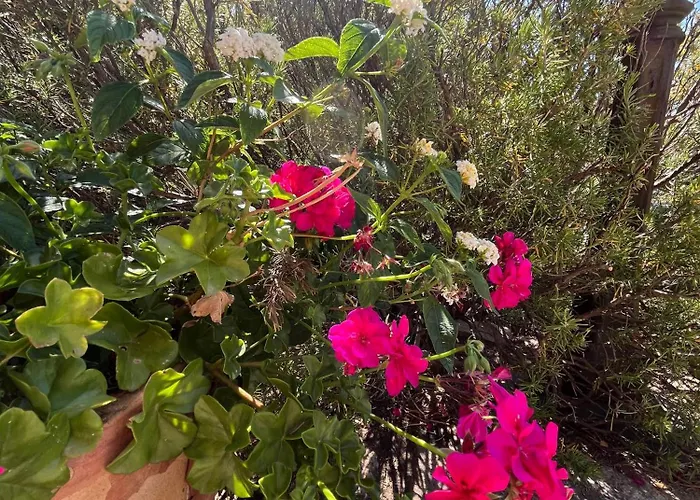 New Casa Singola Costa Smeralda-porto Cervo-pevero Ferienhaus Porto Cervo