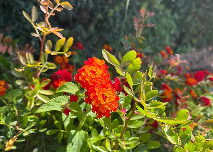 New Casa Singola Costa Smeralda-porto Cervo-pevero *