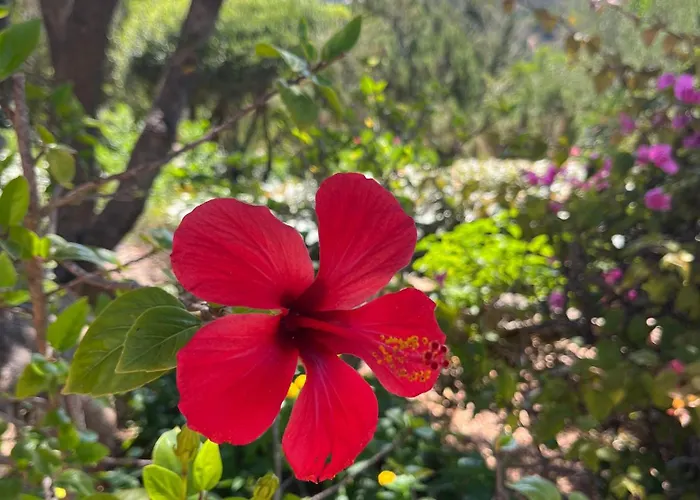 Ferienhaus New Casa Singola Costa Smeralda-porto Cervo-pevero *